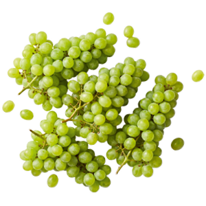 Pitloze witte druiven