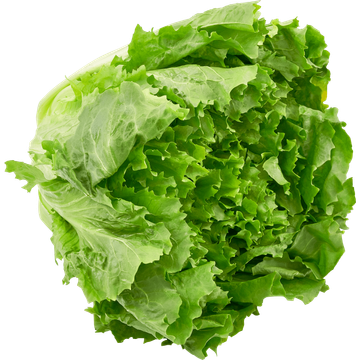 Jumbo Andijvie 1 Stuk