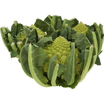 Jumbo Romanesco