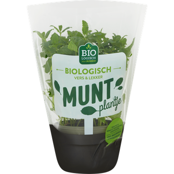 Jumbo Biologische Munt
