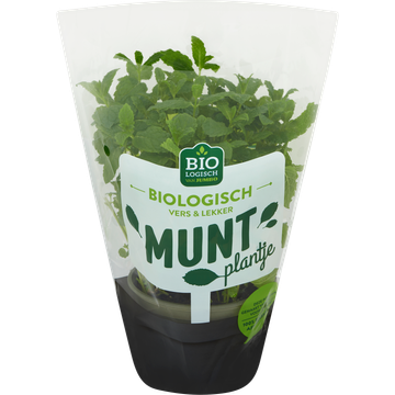 Jumbo Biologische Munt