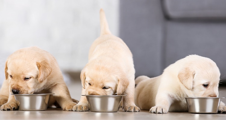 Een nieuwe pup in huis!